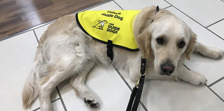 CNIB Guide Dog wearing yellow vest