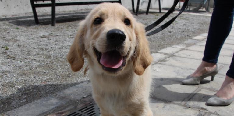 A golden lab. CNIB Guide Dog - puppy in training. The dog's tongue is sticking out and he is in a leash. 