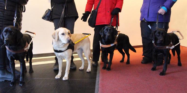 Four CNIB guide dogs stand in front of their handlers legs.