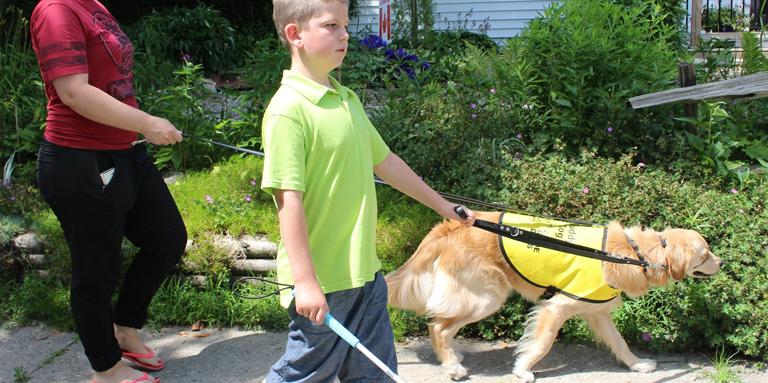 A dog in a CNIB Guide Dogs yellow vest walking with a boy using a white cane.