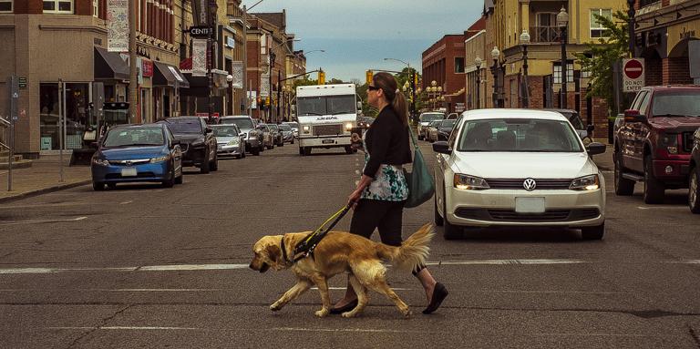 A woman and her Golden Retriever guide dog cross the street.