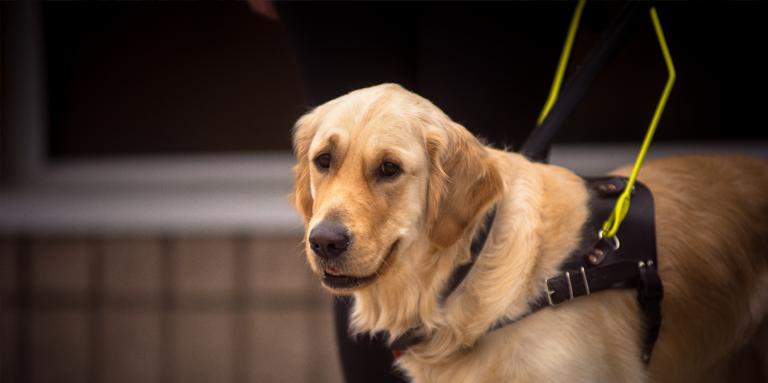 A Golden Retriever guide dog in a harness.