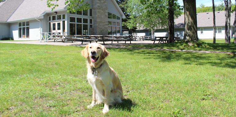 A Golden Retriever sitting on the grass in front of the Lake Joe dining hall.