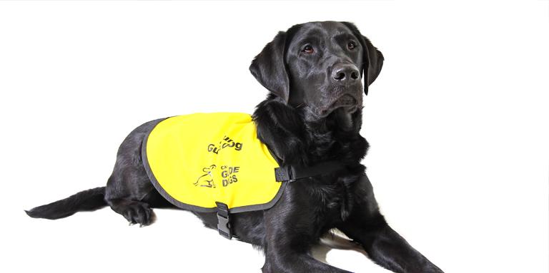 A Black Lab wearing a yellow vest.