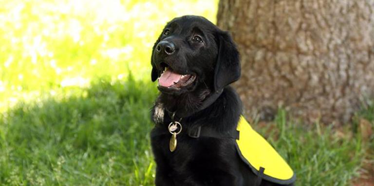 A black Lab/Golden Retriever cross puppy in a yellow vest sitting on the grass.