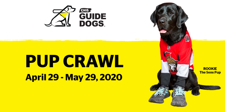 CNIB Guide Dogs Pup Crawl April 29 to May 29, 2020. Image of Future Guide Dog Rookie wearing Ottawa Senators jersey.