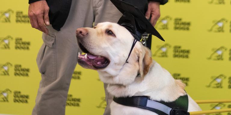 Un Labrador-Retriever blond, chien-guide d’INCA, portant un harnais et une toque de diplômé, assiste à sa remise de diplôme. On voit la main de son propriétaire qui tient sa laisse.