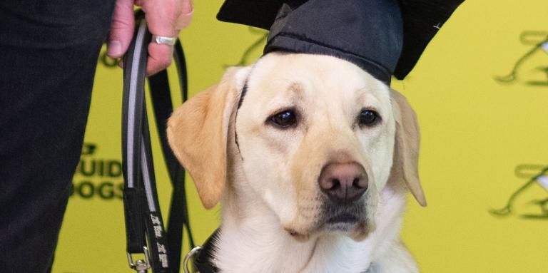 A yellow Labrador-retriever CNIB Guide Dog attending her graduation, wearing a harness and mortarboard graduation cap. Her handler’s hand is in the frame holding her leash.