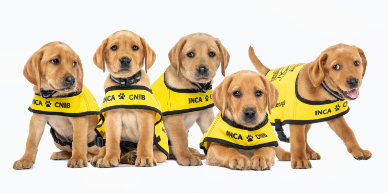 From left to right: Trapper, Casey, Jet, Jorge and Cassie – five CNIB Guide Dog puppies.