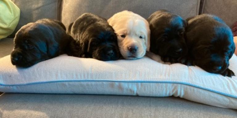 Une portée de 5 chiots dort sur un lit pour chien. Quatre chiots sont des femelles labradors noires (Jedda, Makali, Hera, Ella), et le dernier est un mâle labrador jaune (Angus). 