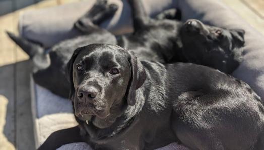 Two black Labs lay side-by-side on a dog bed, on a patio outside on a sunny day.