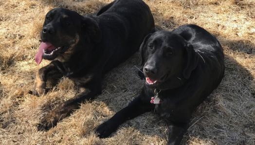 Two black Labs, one with brindled paws, laying on the grass and looking up toward the camera