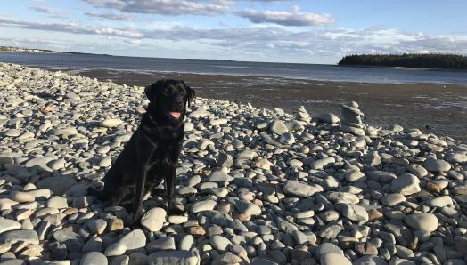 Hope, a black Labrador-Retriever, sitting on a rocky beach in front of the ocean.