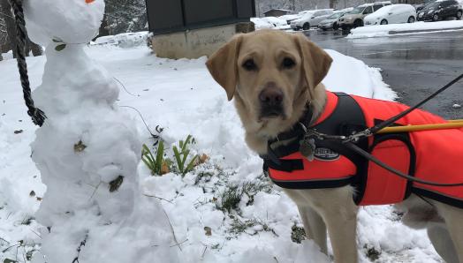 A yellow Labrador Retriever guide dog wearing a harness with a winter jacket underneath and boots on his paws; he is standing on snow next to a snowman.