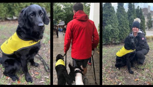 Collage of three photos, from left to right: Hero, a black Labrador-Retriever cross, wearing her Future Guide Dog vest and sitting outdoors on the leaves; Hero sitting next to her puppy raiser, Erin, who is kneeling down next to her; Hero walking with her puppy raiser who is wearing a cast on his foot and using a cane.