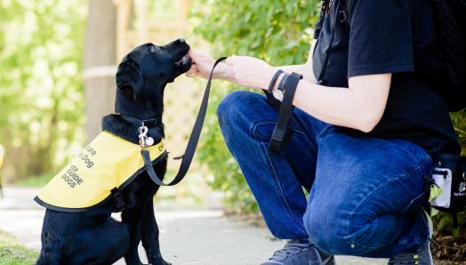 Un chiot Labrador-Retriever noir portant une veste de futur chien-guide s'assoit pour son dresseur et est récompensé par une friandise.