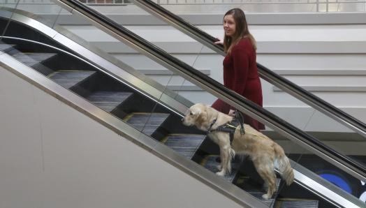 A woman and her guide dog going up a mall escalator; the guide dog is a golden retriever.