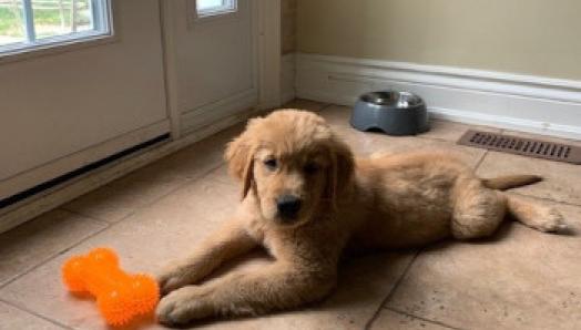 A golden retriever puppy laying on the floor playing with a dog toy.