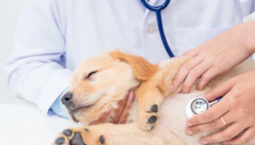 Un vétérinaire avec un stéthoscope sur la poitrine d'un golden retriever chiot, écoutant sa respiration.