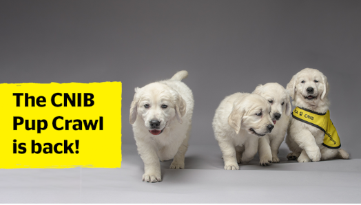 Several future guide dog puppies pose together for a photo. One of the puppies is wearing a yellow CNIB Guide Dogs vest. The text, “The CNIB Pup Crawl is back!” appears on top of the image.