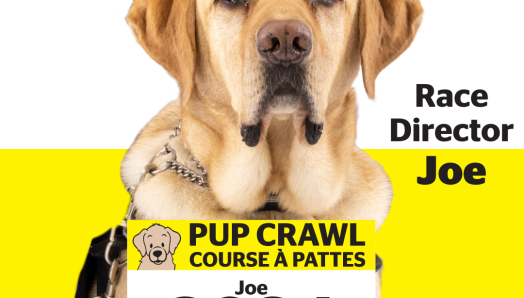 A Labrador Retriever, named Joe. Joe is the Race Director for the 2024 Pup Crawl. The text "Race Director Joe" appears to the right of Joe, and the CNIB Guide Dogs logo is in the top left corner.